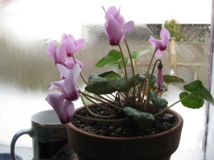 Lovely cyclamen in the kitchen window waits until the dreary winter days to bloom.